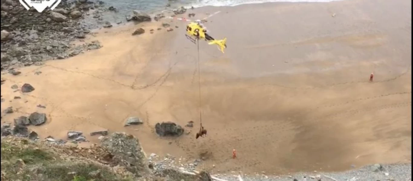 Ισπανία: Ταύρος 800 κιλών τραυματίστηκε και μεταφέρθηκε με... ελικόπτερο (βίντεο)